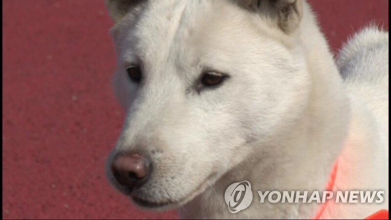 입마개 씌우지 않아 개물림 사고 낸 진돗개 견주 벌금형