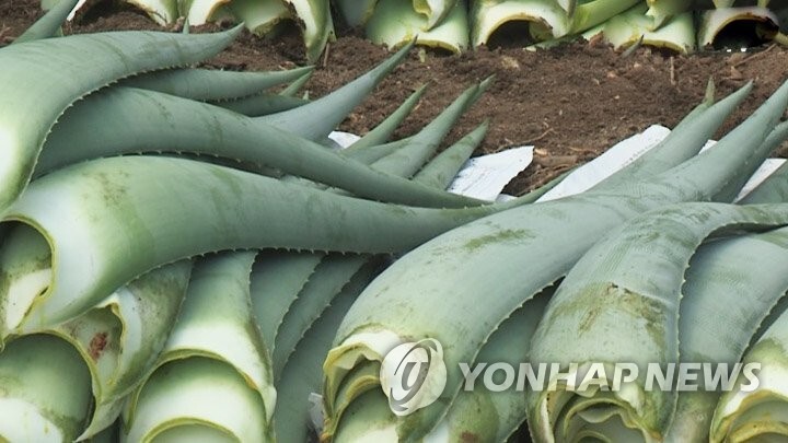 "알로에전잎 건기식 장기섭취시 간염 등 부작용…주의문구 없어"