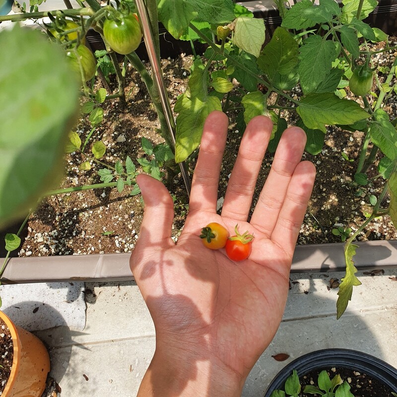 "모종·호미 사서 직접 길렀어요"…원예용품 온라인 수요 '쑥'