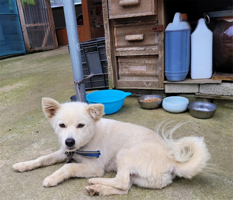 '은혜 갚은 백구'…90대 할머니 실종 이틀만에 무사히 집으로