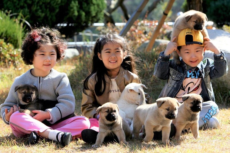 천연기념물 진도개 식용개 논란…진도군 "사실 아니야"