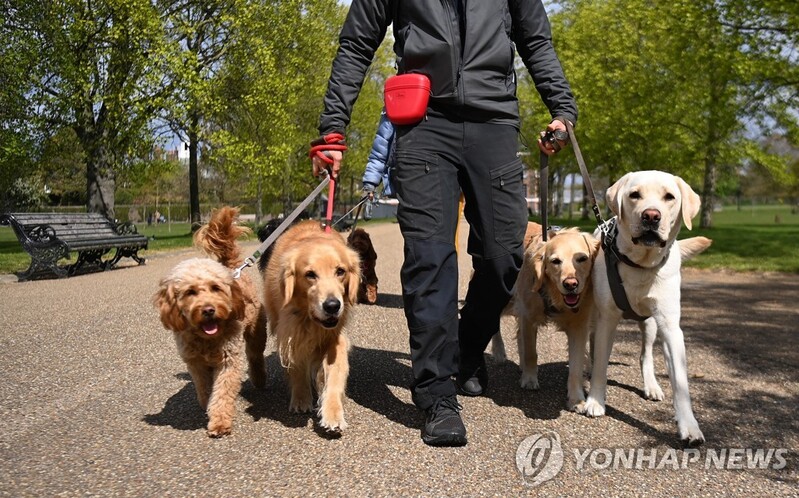 영국 코로나19에 반려견 절도 급증…심적고통 감안해 처벌
