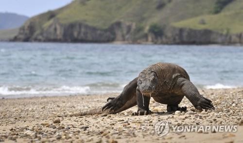 코모도왕도마뱀, 취약종에서 멸종 위기종으로…기후 변화 여파(종합)