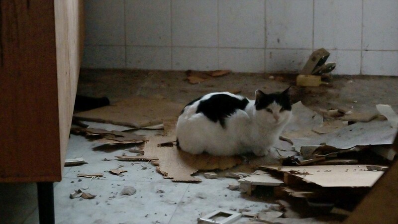 사람 떠난 철거촌에 남은 위태로운 생명…다큐 '꿈꾸는 고양이'