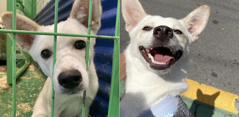 [인턴액티브] 유기견, 질병·행동 문제 더 많을까…입양 가족에 물어보니