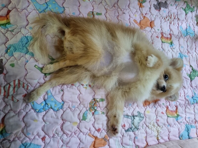 "배변조절 못해" 생후 8개월 반려견 학대한 30대 송치