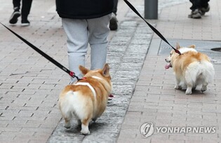 "Visit Gangwon Province with pets" launches 'DangDang Map' for pet owners