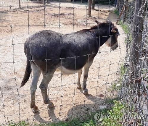 "소달구지도 실패했는데" 제천초록길 당나귀 체험 없던 일로