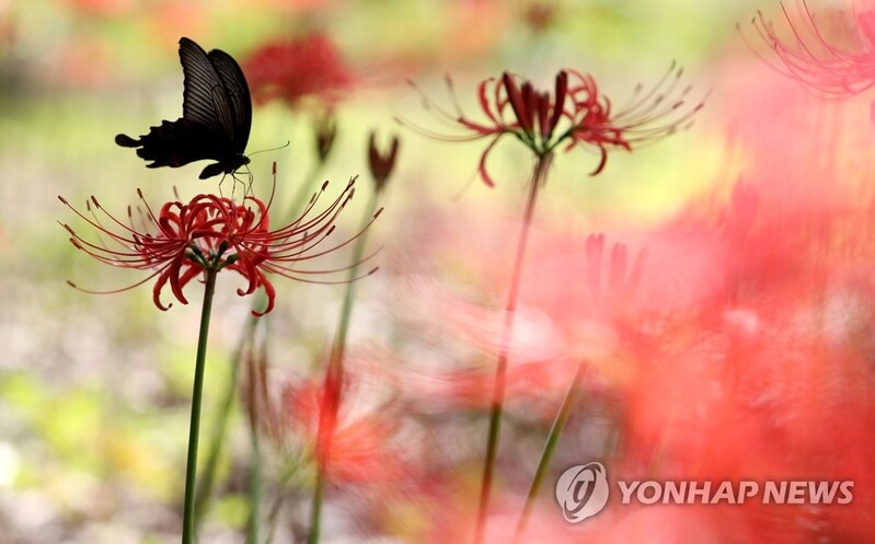 [사진톡톡] '올가을엔 사랑할래요'