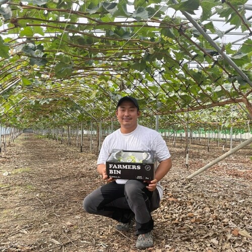 밀양시, 신소득작물 '샤인머스캣' 첫 수확 현장을 가다