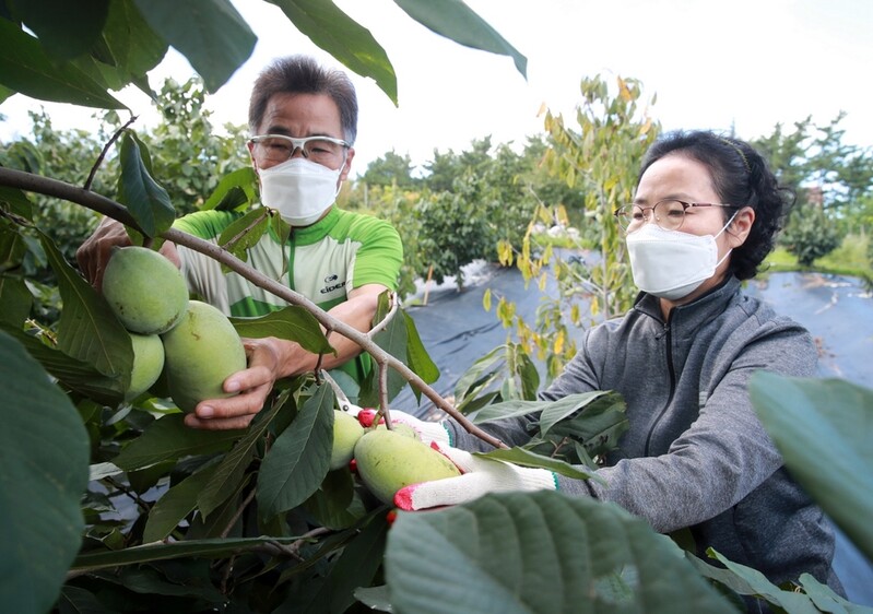 [픽! 태안] '천연 항암제' 포포나무 열매 수확 한창
