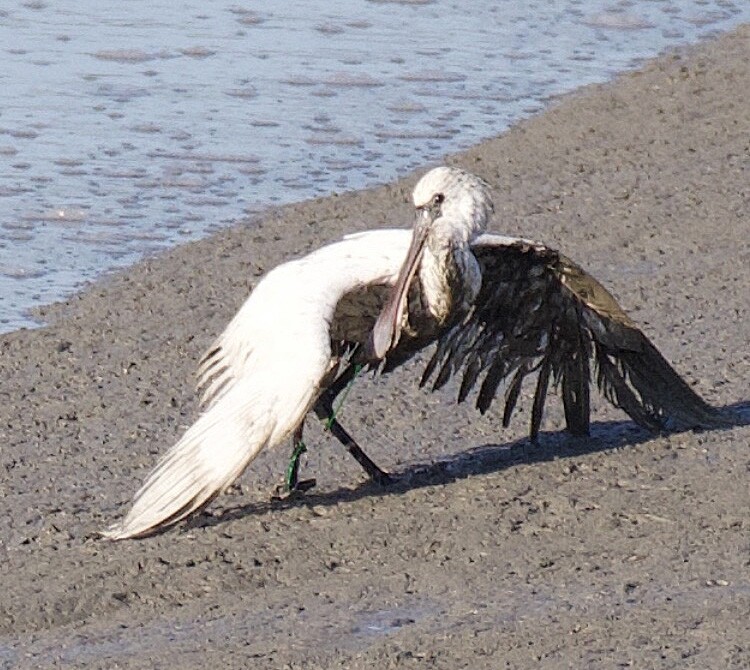 "낚싯줄에 걸린 천연기념물 저어새 폐사…불법 낚시 단속해야"