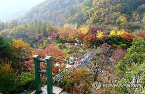 귀성 대신 '추캉스'…충북 휴양림·캠핑장 초만원