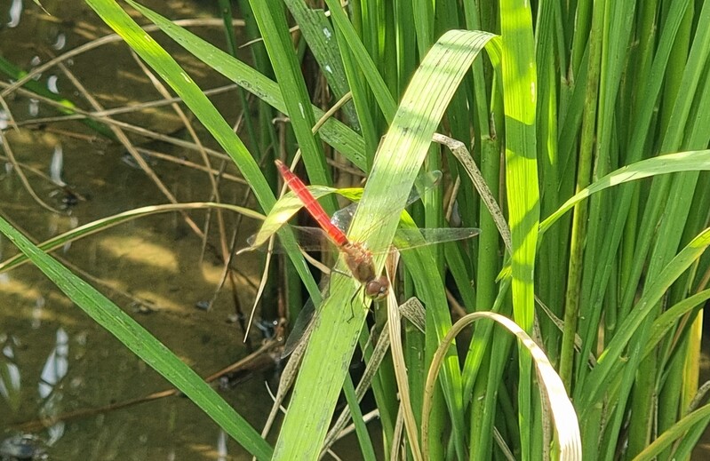 [픽!제천] 가을 알리는 의림지뜰 메뚜기·고추잠자리