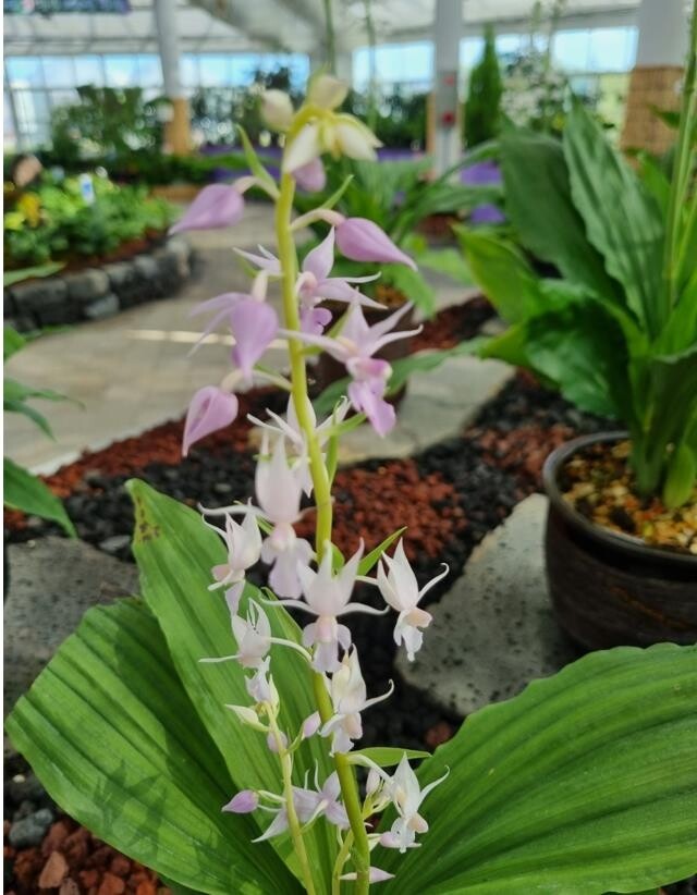 한여름에 피는 새우난초…신안 관광객 마음 사로잡아