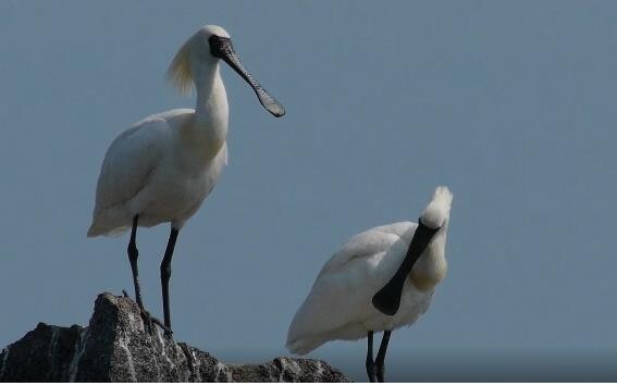 생물자원관 "저어새, 서해안서 가장 많이 번식…보전 힘써야"