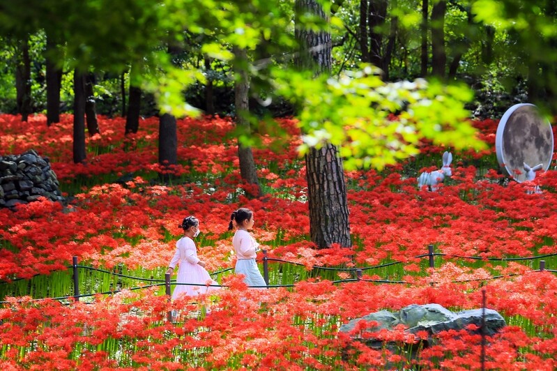 [픽! 보령] 성주산 자연휴양림에 가을 여는 꽃무릇 활짝