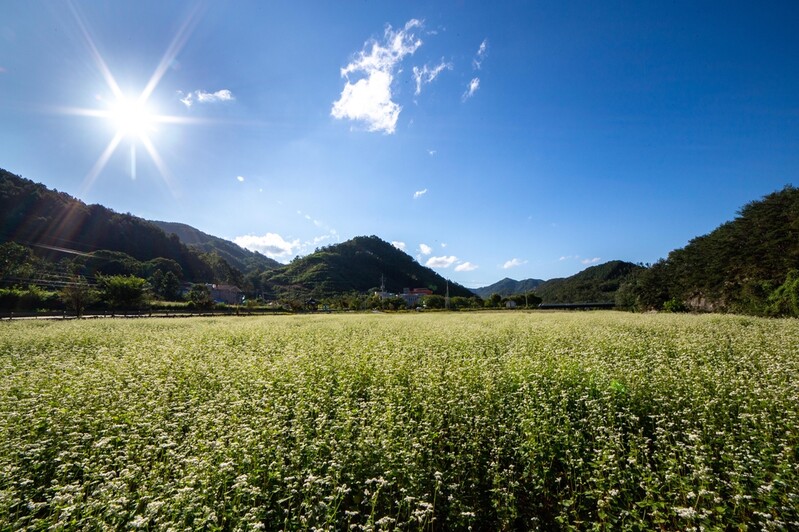 [픽! 옥천] 흰 눈 내린 듯…청성 장연천변 메밀꽃 만개