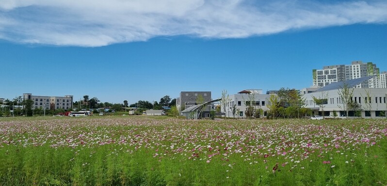 [픽! 진천] 충북혁신도시 3㏊ 코스모스 활짝