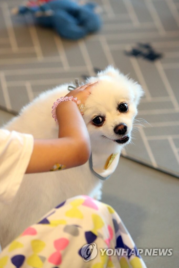 반려동물 사료서 중금속·방부제 검출…3년간 127t 유통