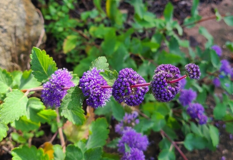 [픽! 제천] 월악산은 지금 가을꽃 천지