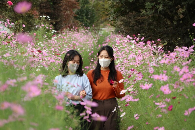 [픽! 영동] 코스모스로 물든 노근리평화공원