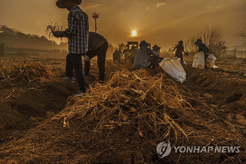 파주시, 내달 15∼17일 임진각 등지서 개성인삼 직판행사