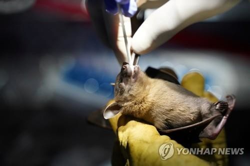 라오스 박쥐서 코로나19와 96.8% 일치하는 바이러스 발견