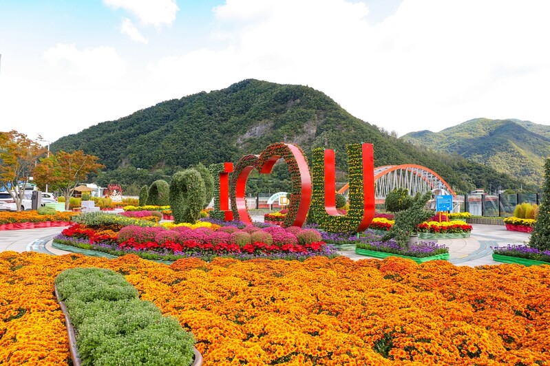 [픽! 단양] "국화 향기 가득" 가을정원 장관
