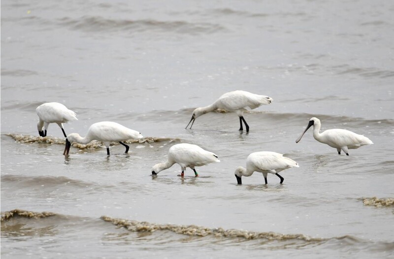 신안 압해도 갯벌서 국제 멸종위기종 저어새 5개체 확인