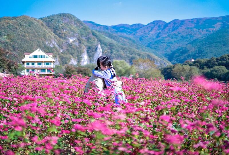 영월 동강 변 붉은 메밀꽃 활짝…8만2천㎡ 규모