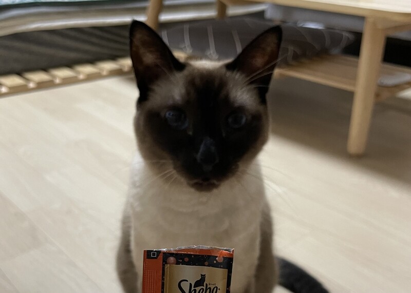 "집 근처서 냥이 간식 사요"…편의점 반려동물용품 수요 '쑥'