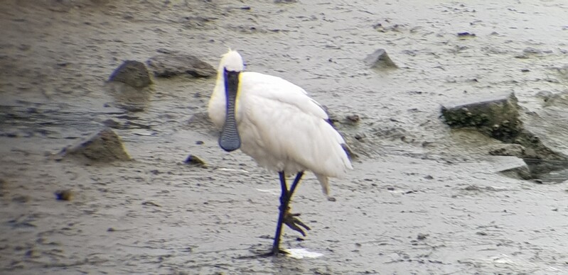 "멸종위기종 저어새 또 낚싯줄에 묶인채 발견…강한 제재 필요"
