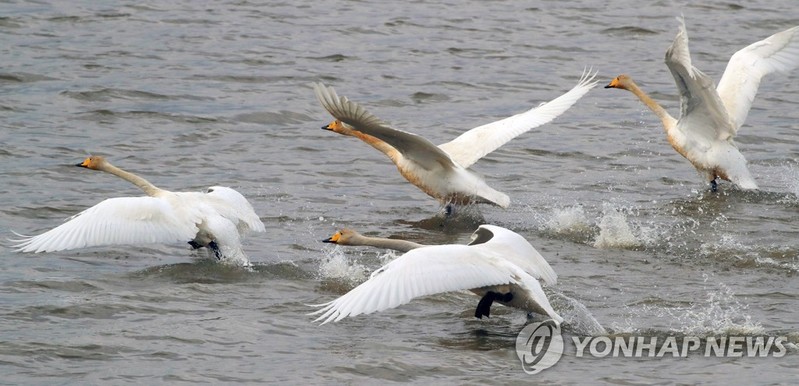 '겨울철새 온다' 내달부터 5개월간 가축전염병 방역관리 강화