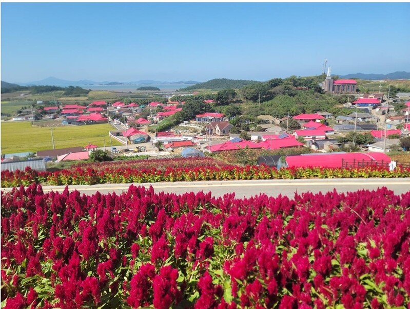 신안 병풍도, 형형색색 맨드라미꽃 물결 '탄성 절로'