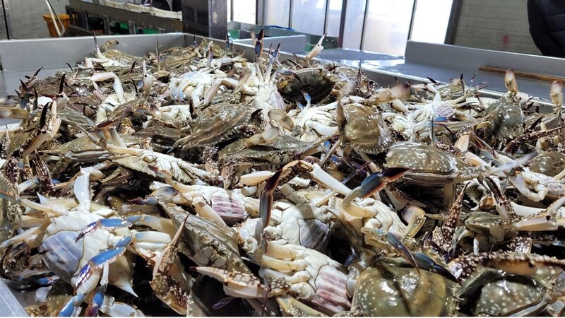 진도 서망항, 살 꽉 찬 가을 꽃게 풍년…하루에 5t 잡혀