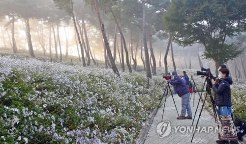 '코로나19 확산 방지'…정읍 구절초 꽃축제 취소