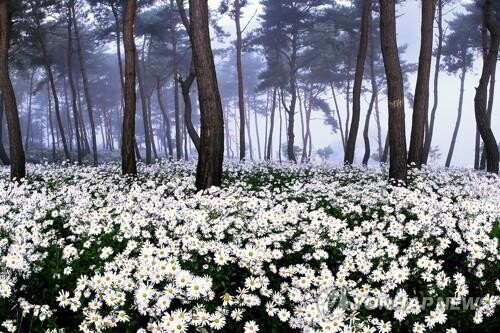 '야속한 코로나19'…전북지역 가을 축제 줄줄이 취소·축소