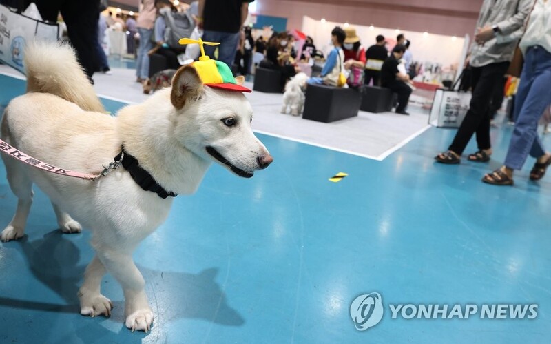 강원 반려동물 사진·영상 공모전 '예쁘고 귀엽개' 개최