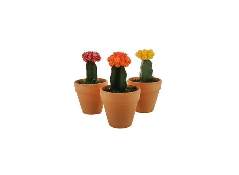 [게시판] 롯데마트·LG생활건강·한국화훼농협, 화훼 판촉행사