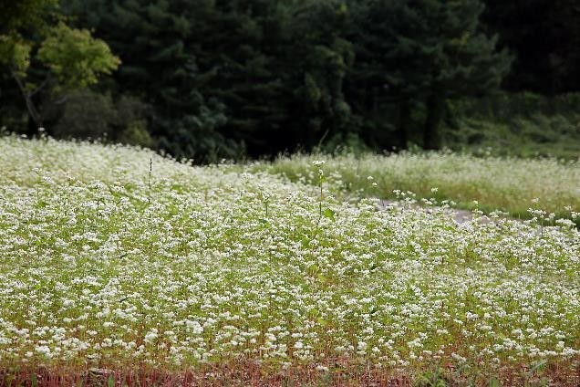 서울대공원, 야구장 주변 메밀꽃밭 한시 개방