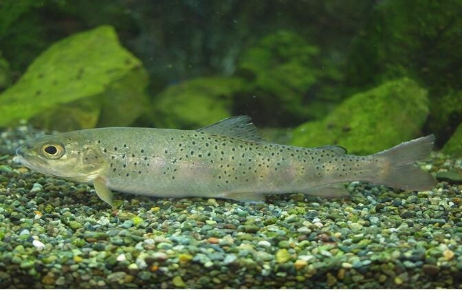 부산 해양자연사박물관 이달의 전시품은 '열목어'