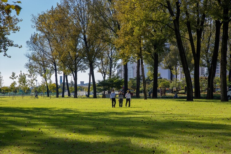 증평 미루나무숲 잔디광장 개방…시설보완 마무리