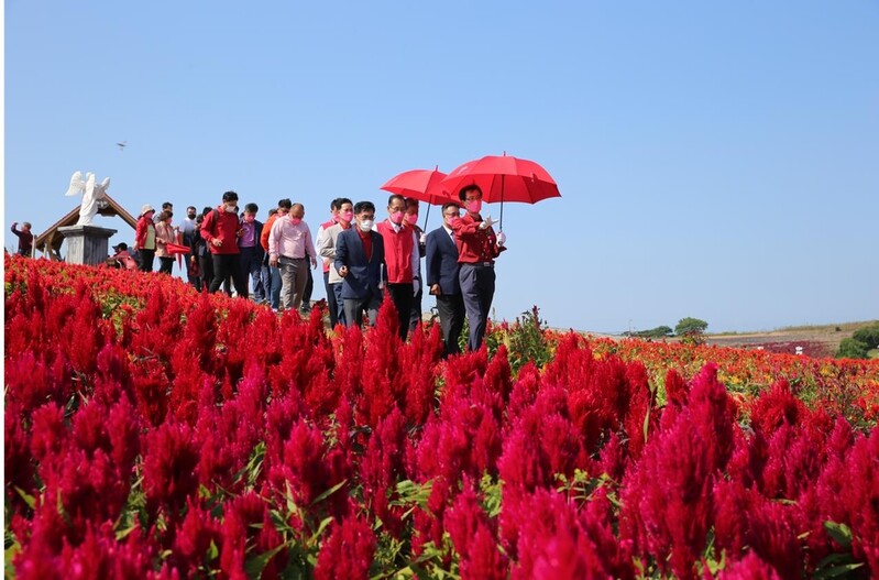 신안 병풍도 맨드라미 랜선 축제 개막