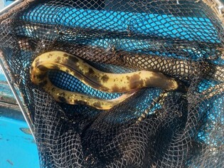Golden eel caught in Hangang river under Gimpo Bridge