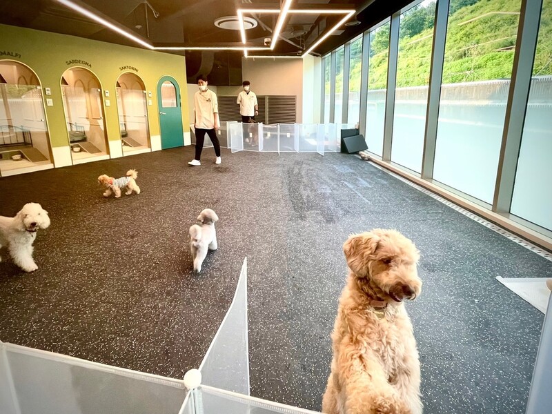 "댕댕이랑 쇼핑 오세요"…'펫팸족'에 구애하는 백화점·쇼핑몰