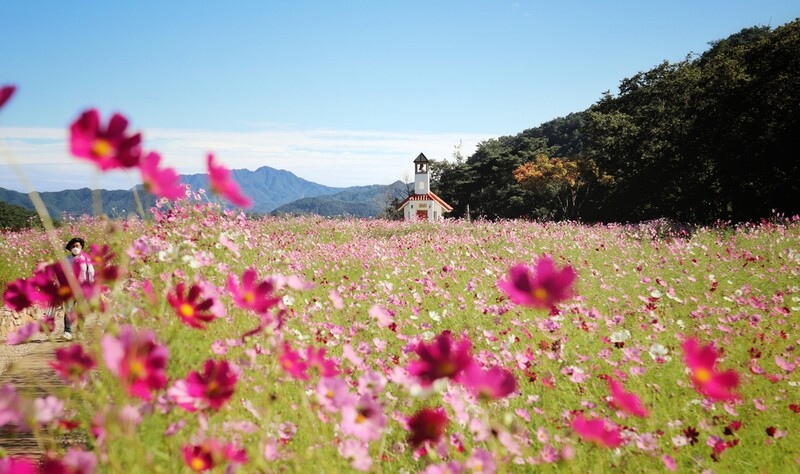 홍천 무궁화수목원 방문객 매년 4만명 증가…대표명소 자리매김