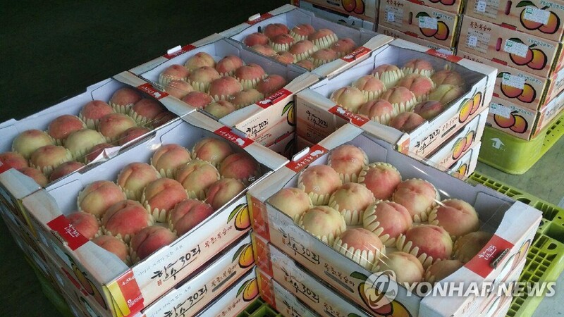 옥천 포도·복숭아 축제 성료…농산물 22억원어치 팔아