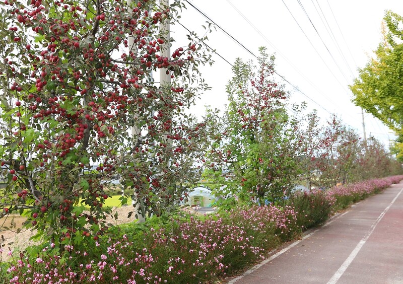 [픽! 충주] '꽃사과' 주렁주렁 매달린 가로수길