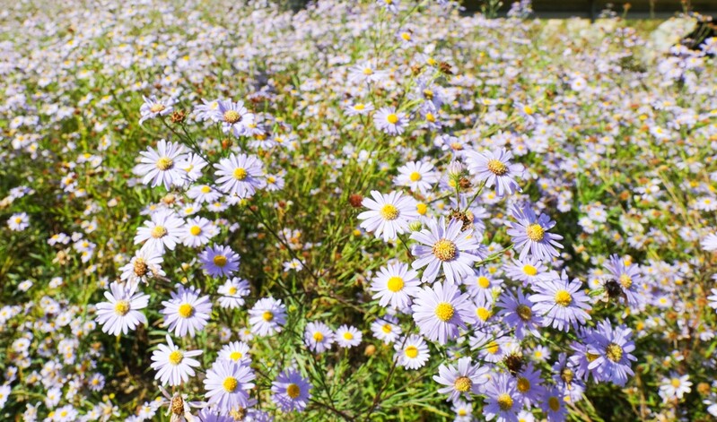 [픽! 단양] 멸종위기 '단양쑥부쟁이' 고향서 만개